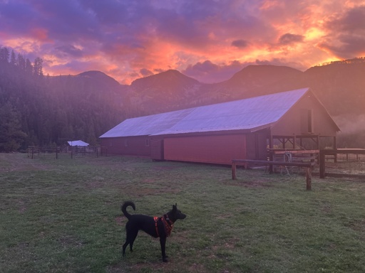 Photo of a medium sized black puppy standing in a small field in front of a red barn. A brilliant orange and pink sunset lights up the clouds over the silhouette of the Rocky Mountains.
