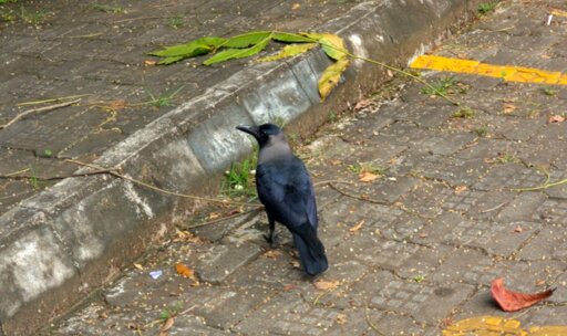 A black crow standing on a gray paved sidewalk next to a concrete curb. Scattered leaves, twigs, and small debris are visible on the ground around the bird.